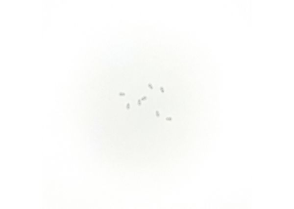 Light Diffuser clear 8 pcs